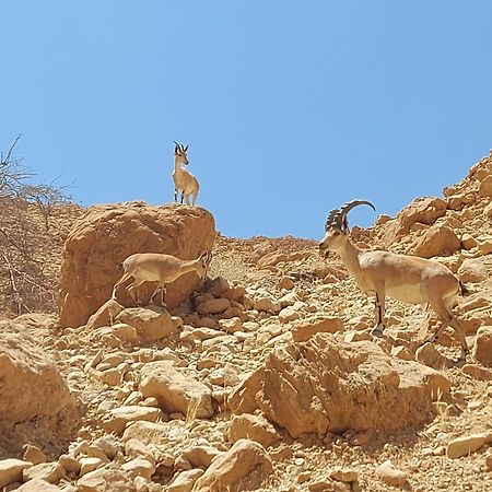 Unique&Warmy Place In The Dead Sea Avnat Kültér fotó