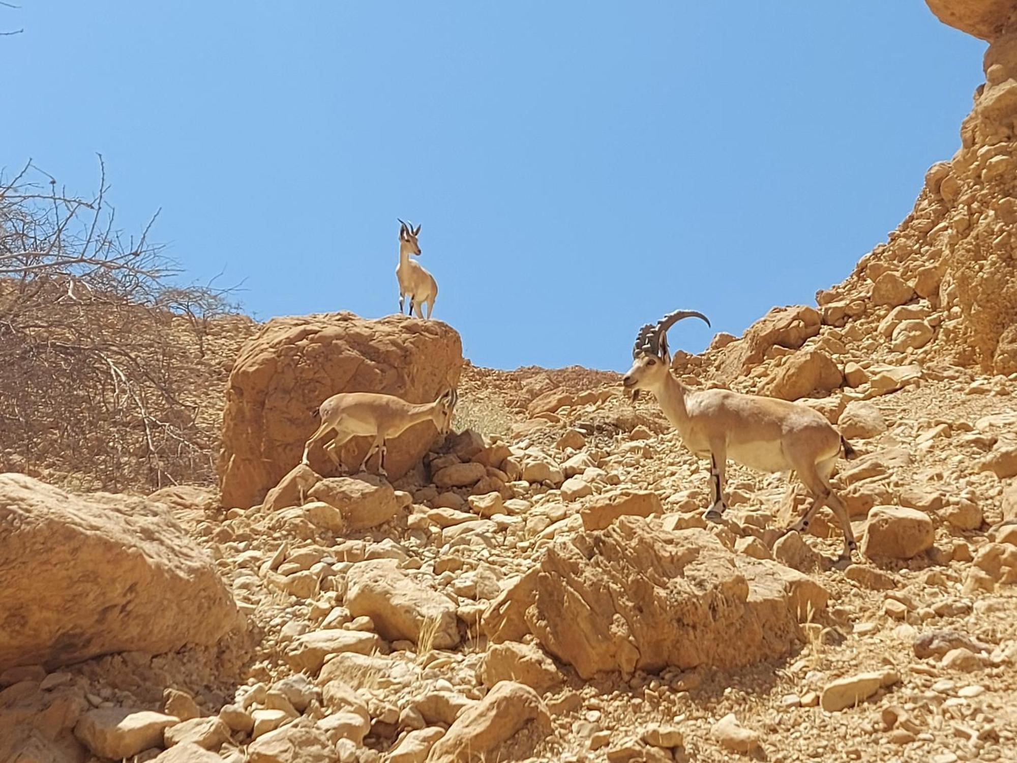 Unique&Warmy Place In The Dead Sea Avnat Kültér fotó